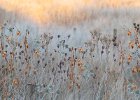 Val Glenny Sunset in the dunes Pictorial Trophy.jpg